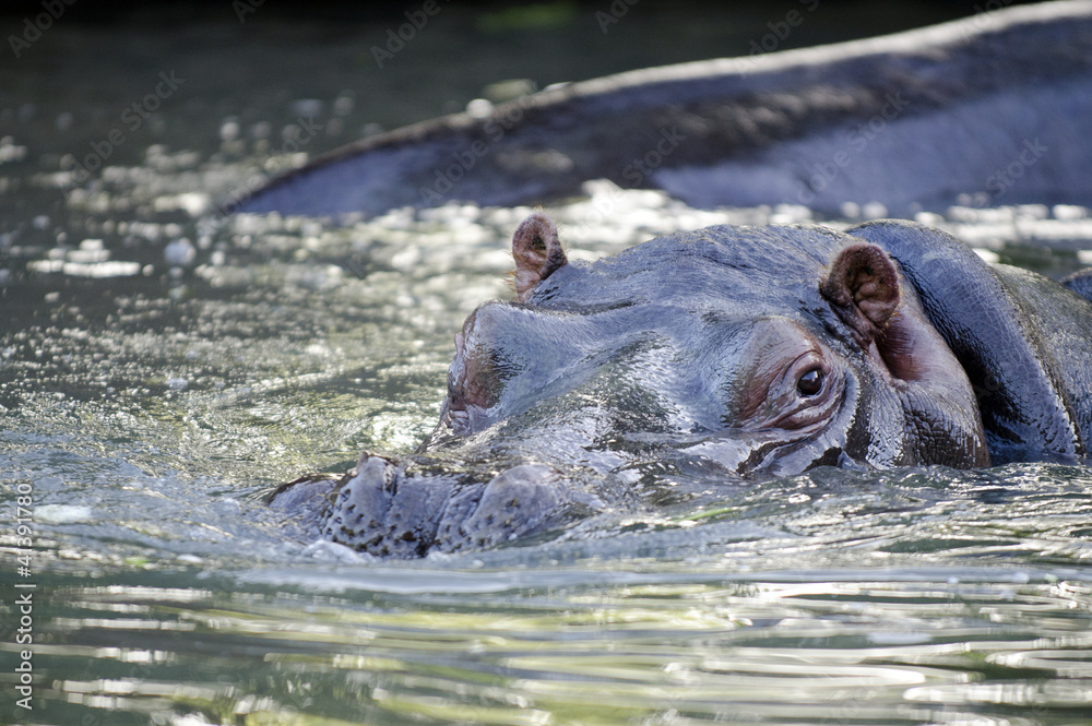 Wildlife and Animals - Hippopotamus Wildlife and Animals - Hippopotamus