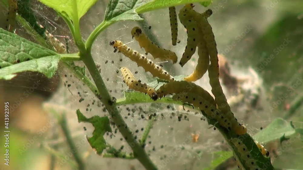The caterpillar moths weave a web of leaves is