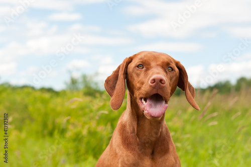 Wallpaper Mural Vizsla Dog (Hungarian Pointer) Portrait Torontodigital.ca