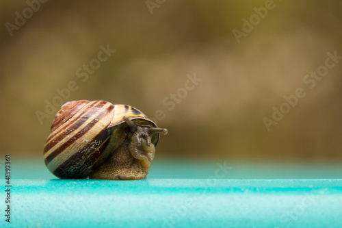 Snail senses danger