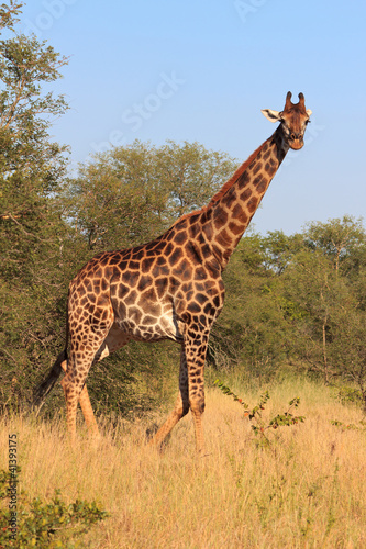 Giraffe