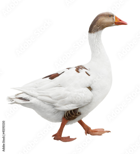 White goose isolated on white