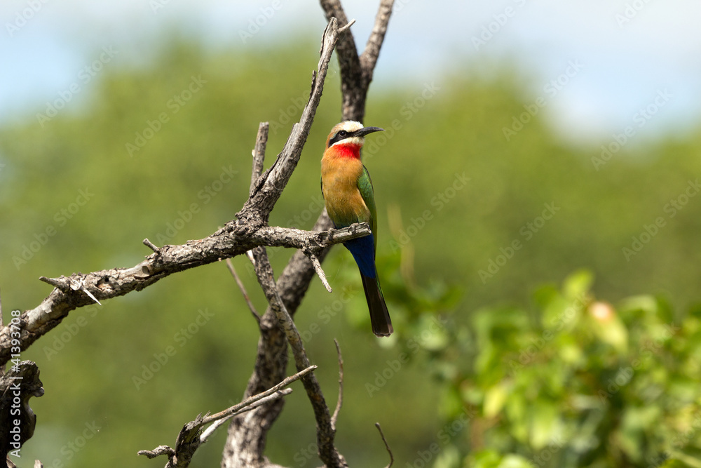 Fototapeta premium Weißstirnbienenfresser