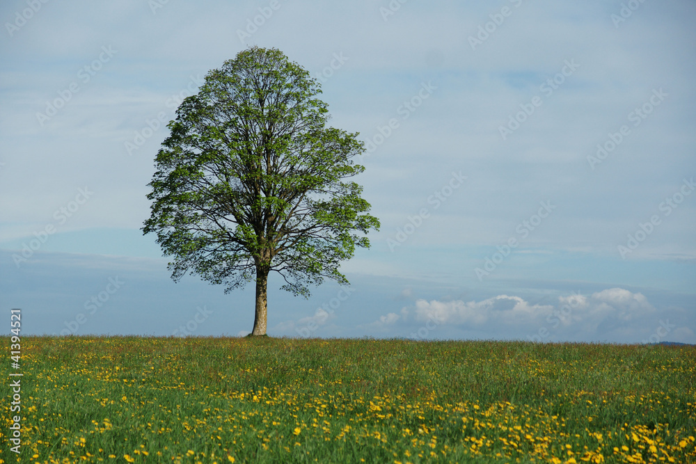 einsamer Baum im Frühling