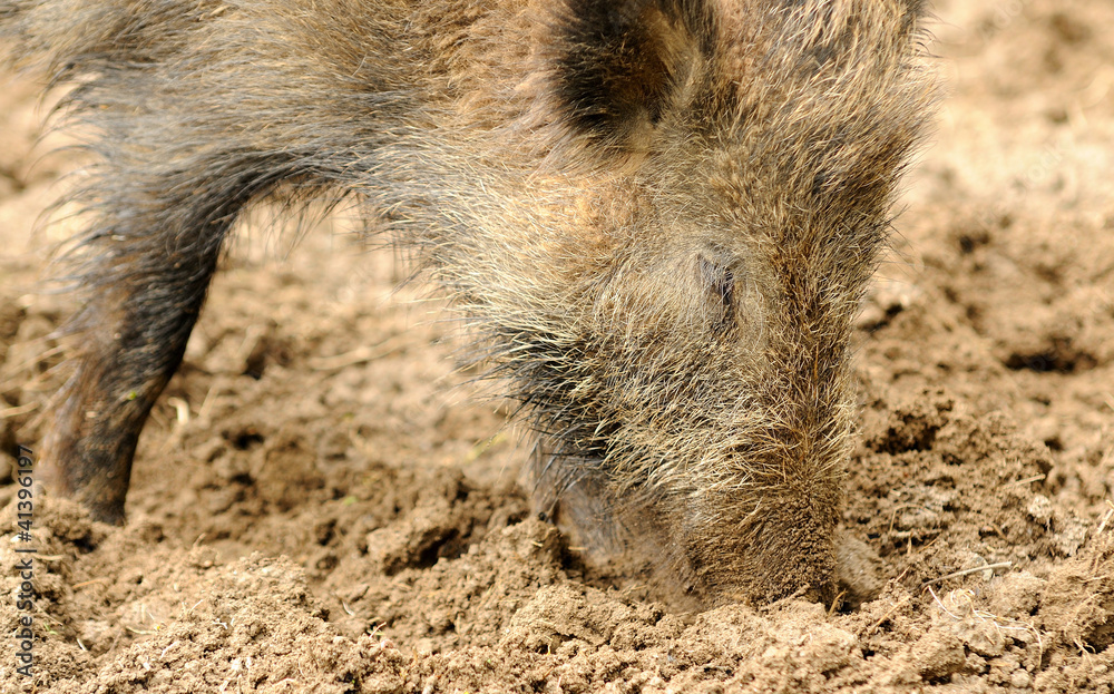Wild boar Wild boar