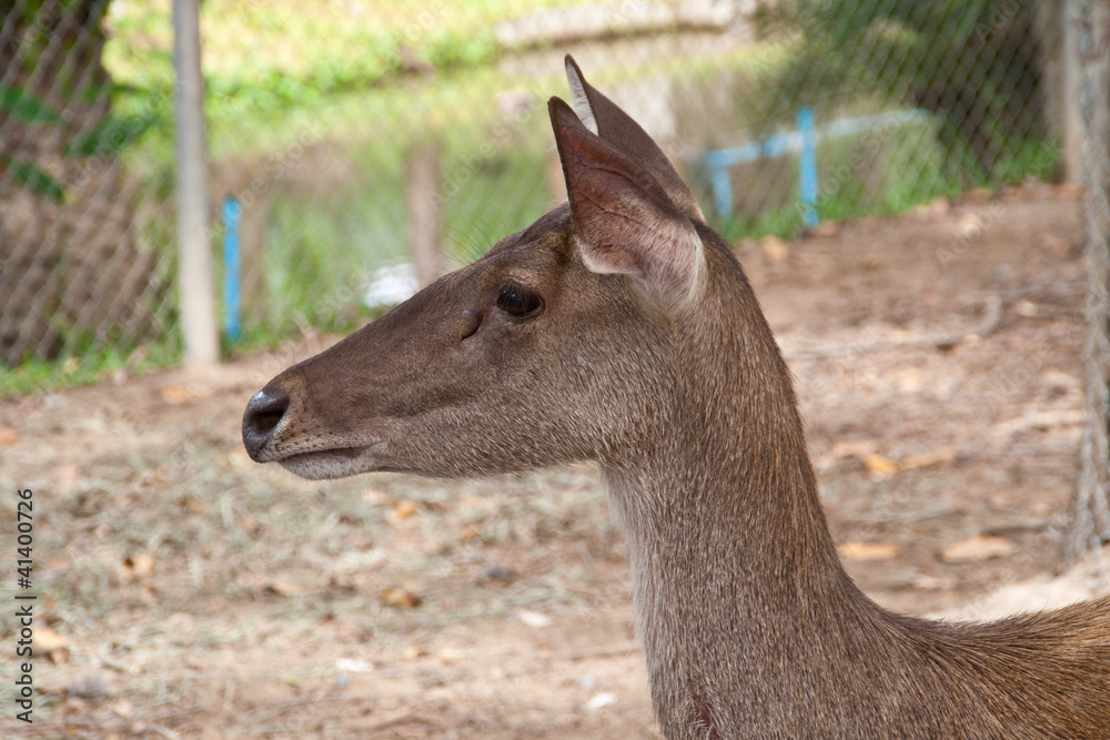 Baby deer brown.