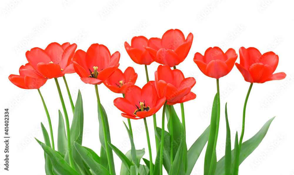 Fototapeta premium Tulips isolated on a white background