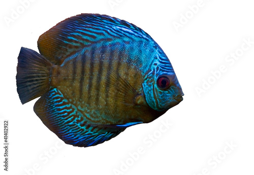 Blue fish isolated on white