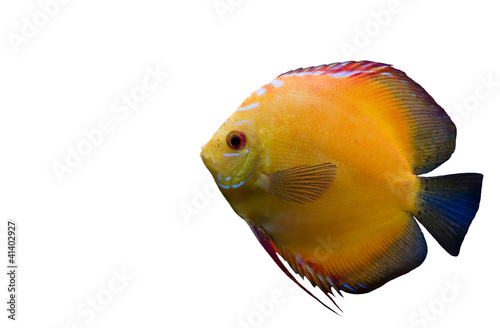 Yellow fish isolated on white