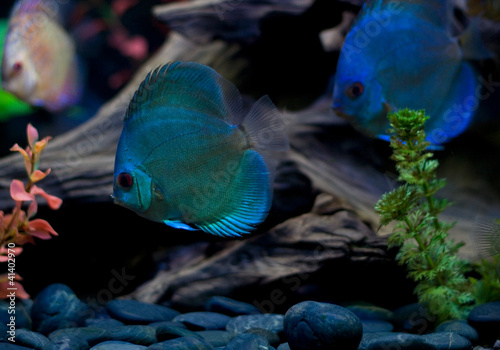 Blue fish underwater