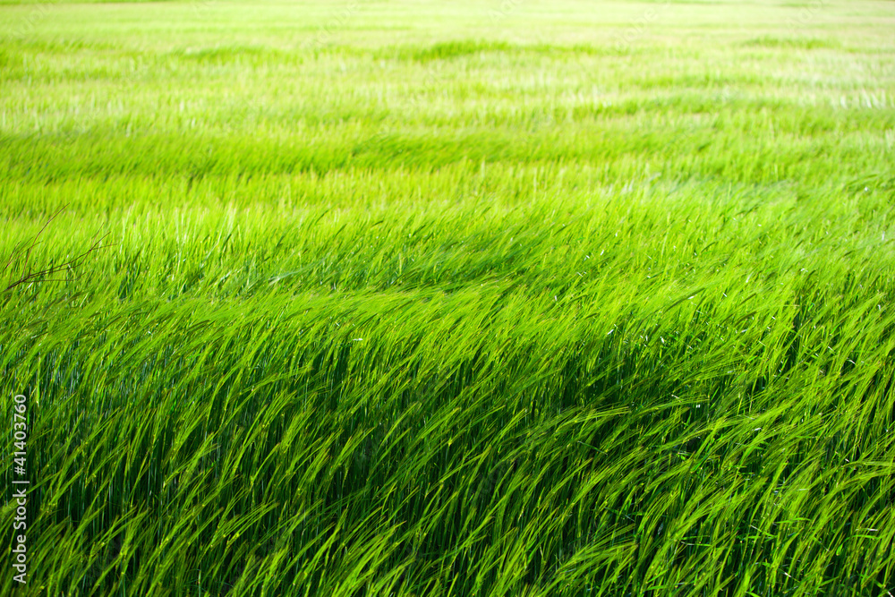 Green grass field. Green grass field.