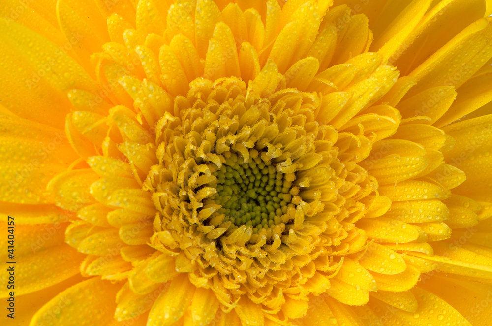 Yellow gerbera flower Yellow gerbera flower
