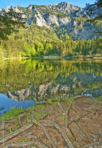 Fototapeta Naklejka Na Ścianę i Meble -  Alpine Lake - strong roots of old trees on its coast