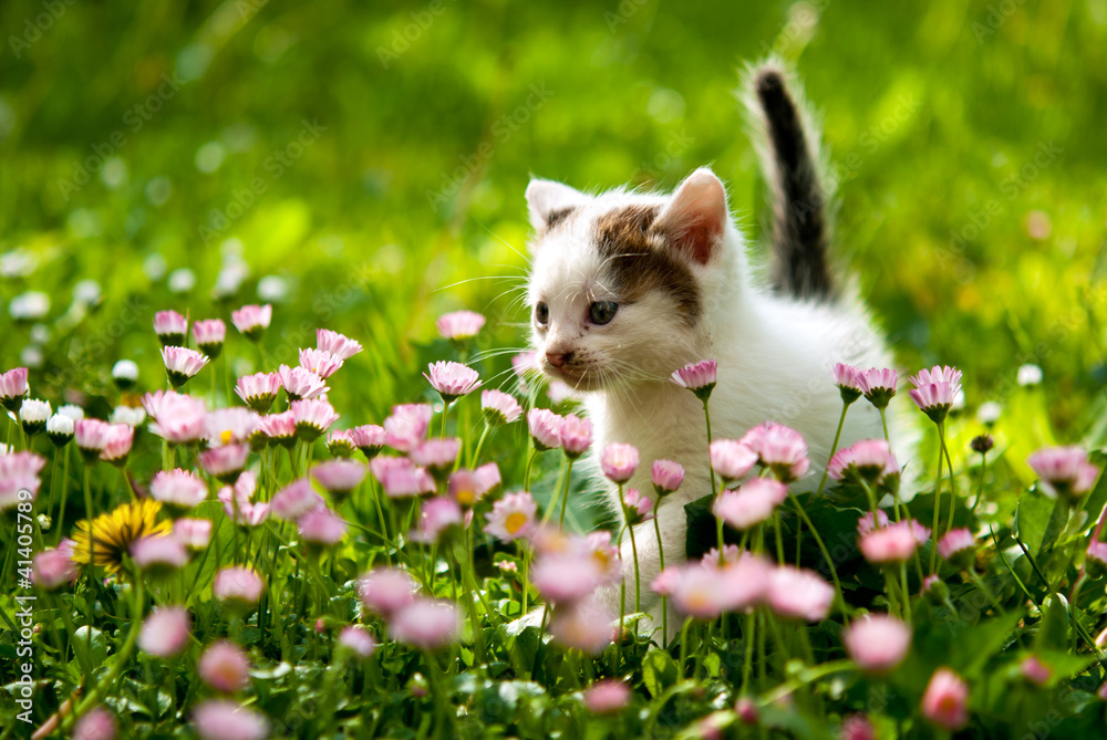 Kitten Kitten