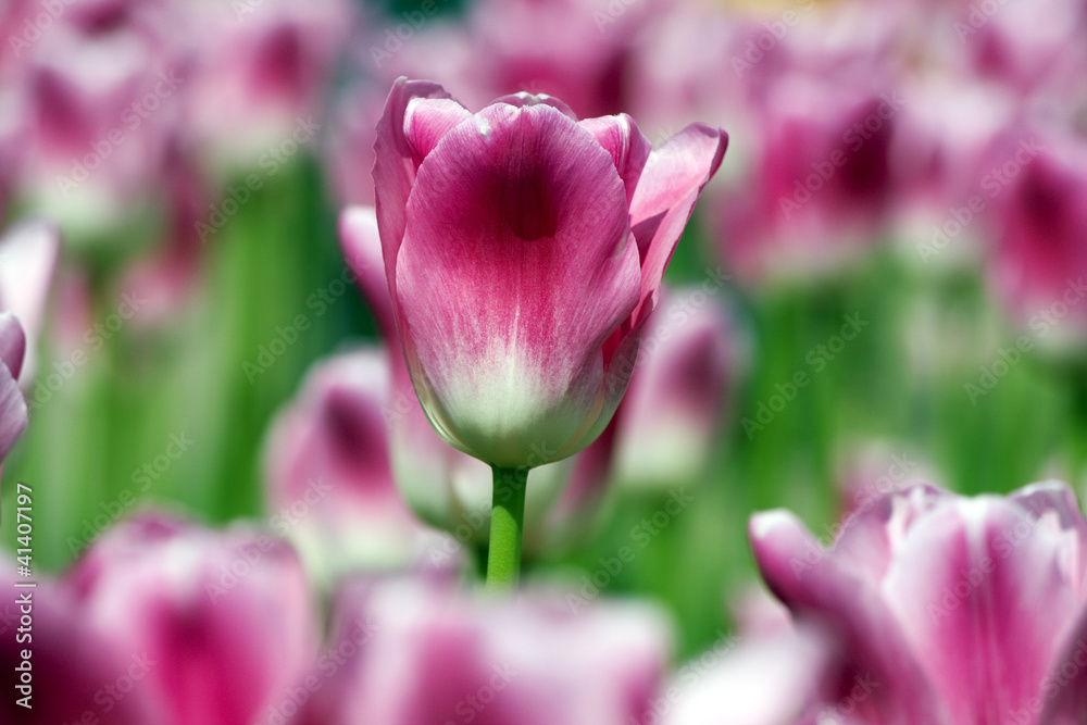 Pink Tulip.
