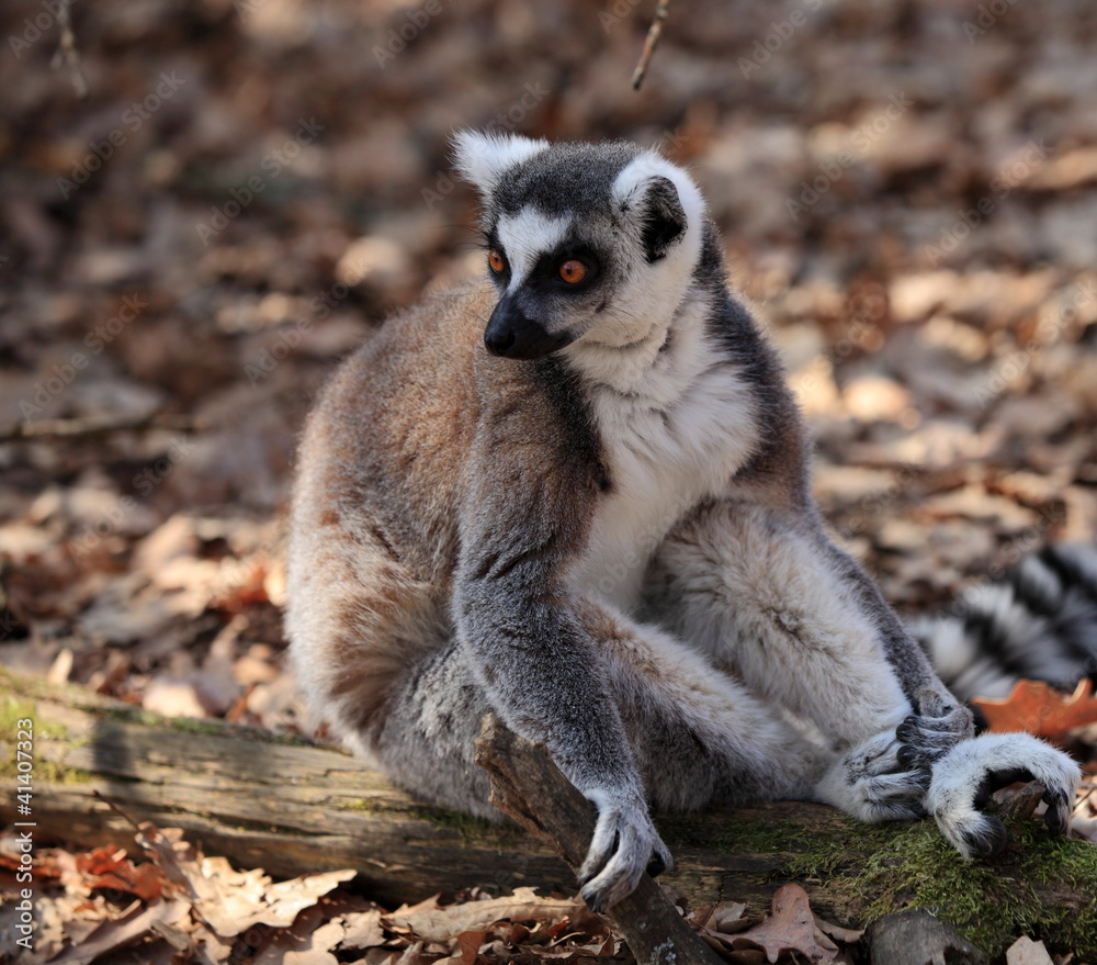 Fototapeta premium maki catta