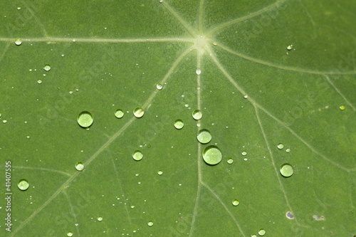 Green leaf background with waterdrops