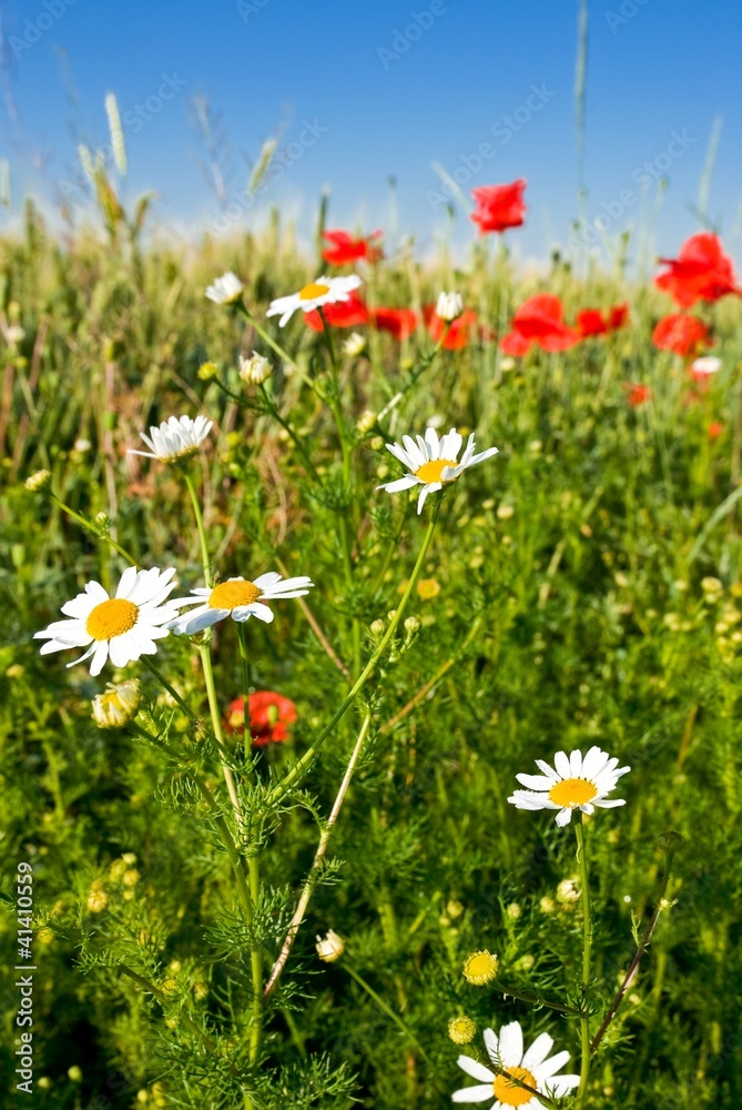 white camomile and red poppies