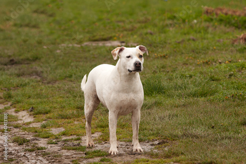 White dog, dirty and mud-splattered