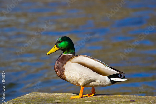 duck