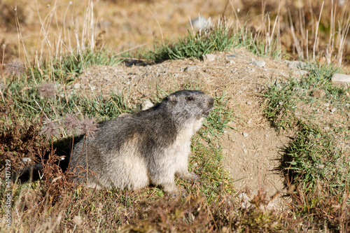 Marmot near your lair © ataglier