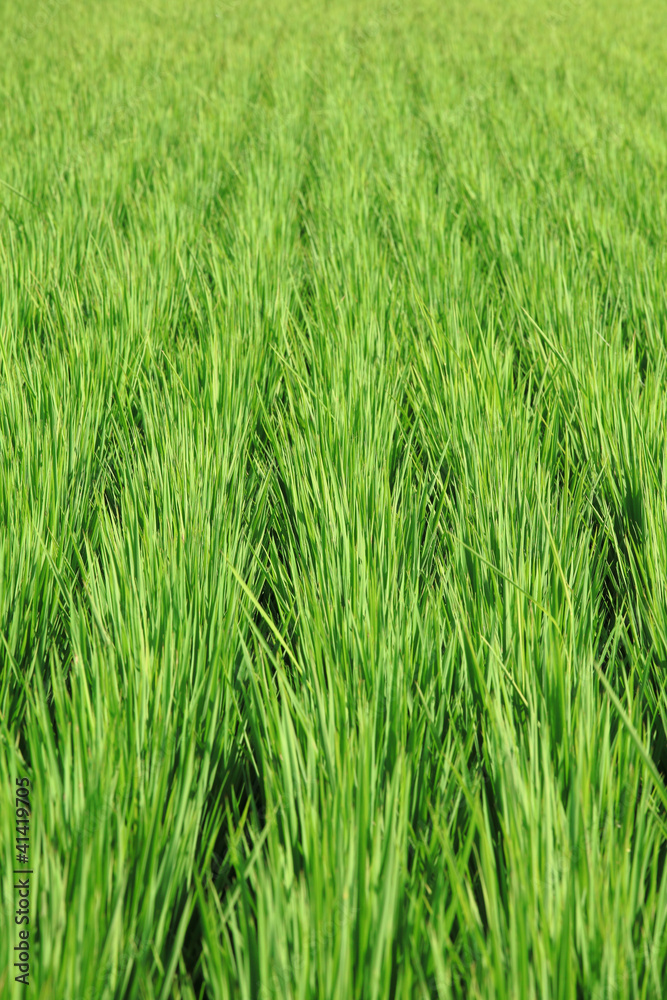 paddy rice in field paddy rice in field