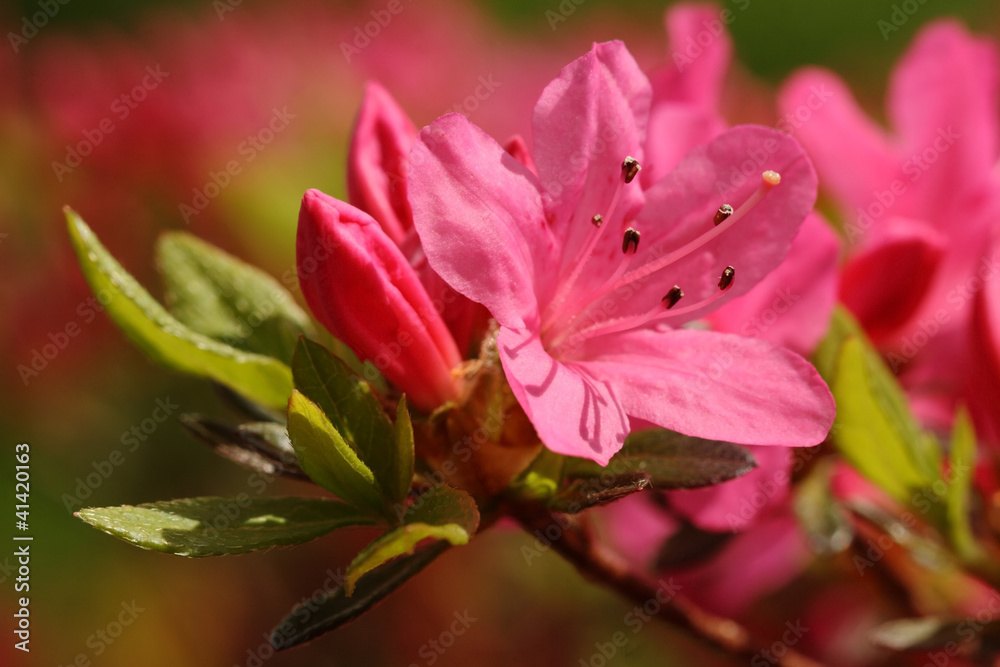 Azalea