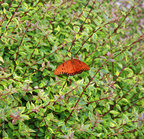 Gulf Fritillary photo