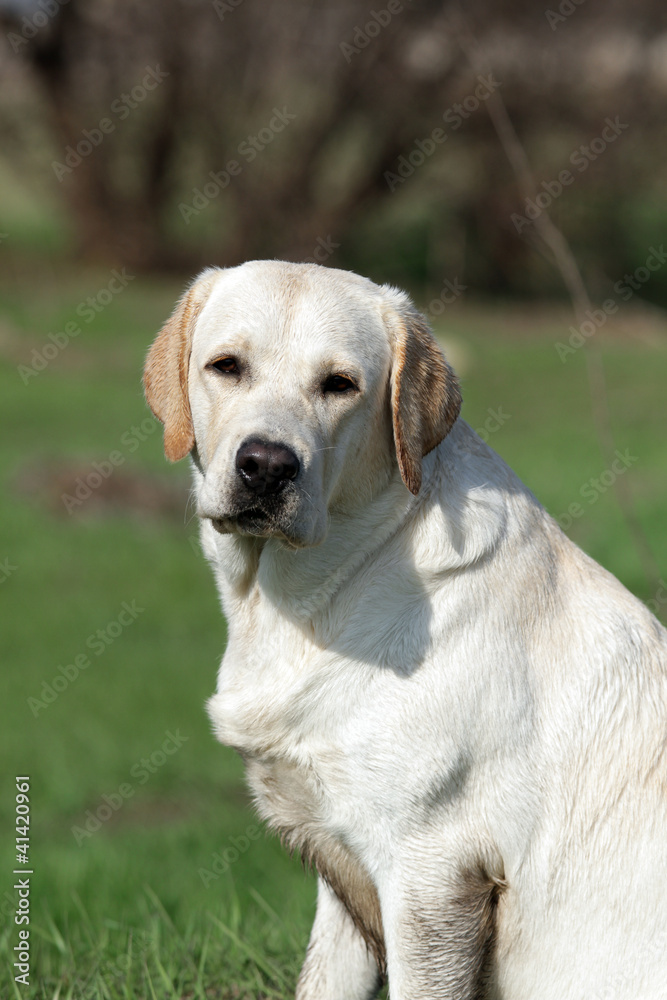 A yellow labrador in the park. Portrait