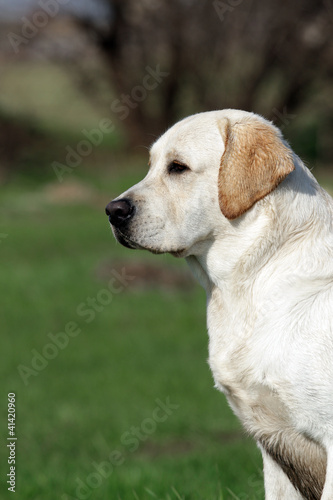 A yellow labrador in the park. Profile
