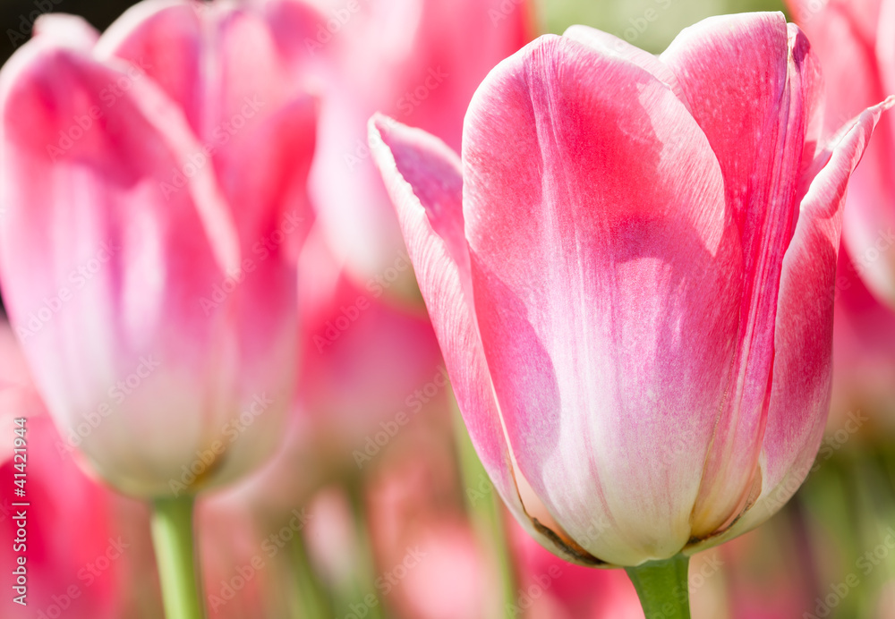 Tulip Background