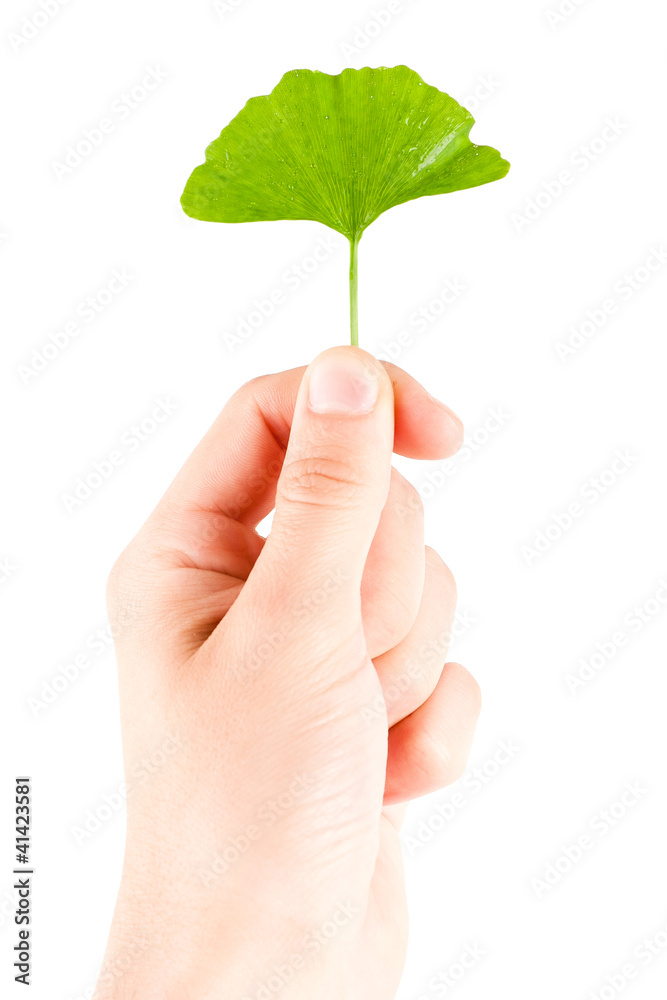 Ginkgo biloba on white background Ginkgo biloba on white background