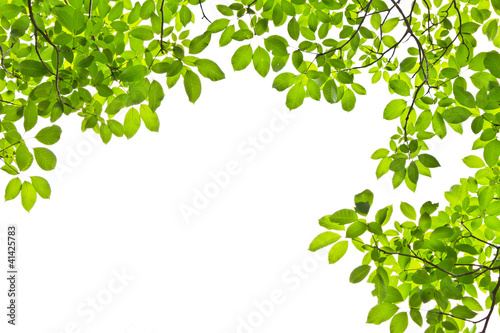 leaf isolated on white background