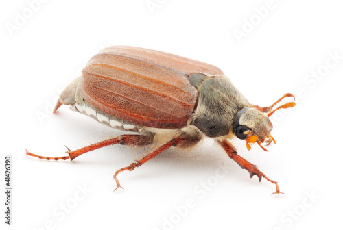 Canvas-taulu Chafer isolated on white