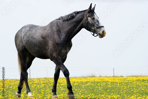 Horse on yellow field © Maimento
