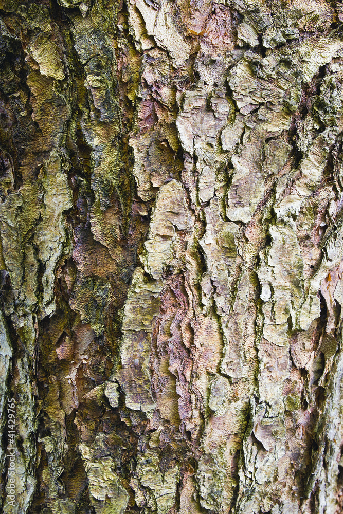 Chinese Paper Bark Tree Background