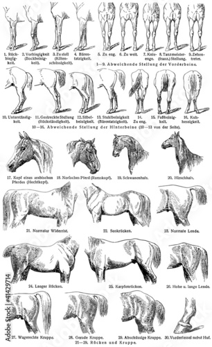 The external shape of horses