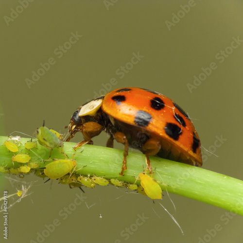 Ladybird attack aphids