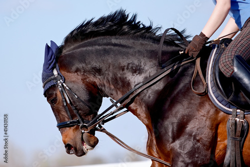 Portrait of a sports horse under a saddle photo