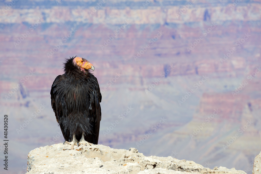 Fototapeta premium California Condor at Grand Canyon National Park