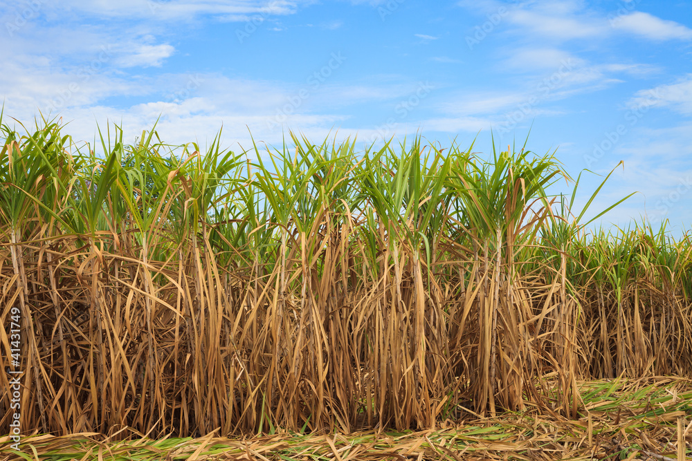 Sugar cane field Sugar cane field