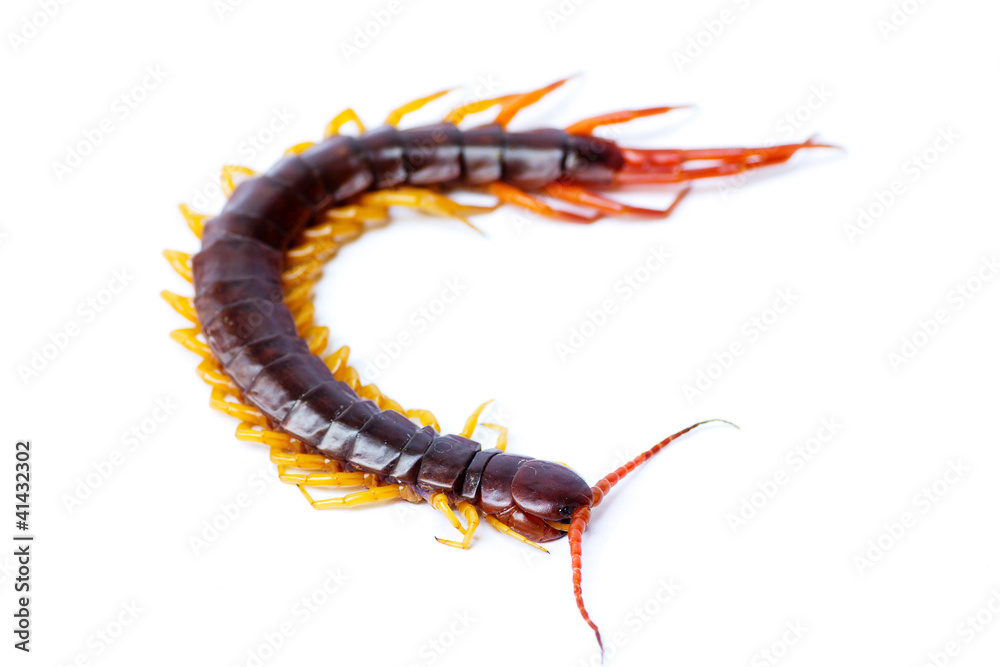Fototapeta premium centipede