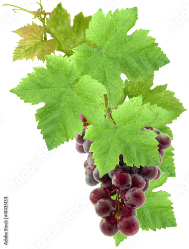 grappe de raisin et feuilles de vigne