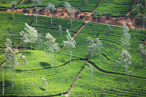 Tea plantation