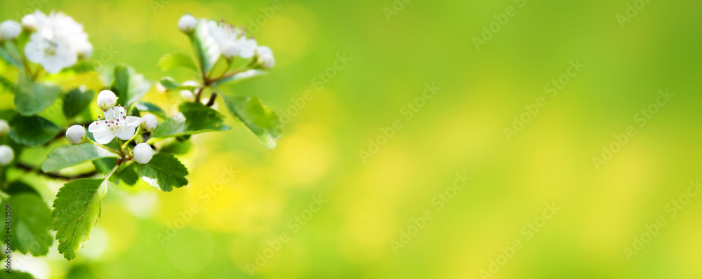 Spring nature blossom web banner or header. Spring nature blossom web banner or header.