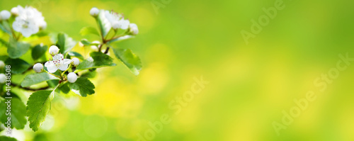 Spring nature blossom web banner or header.