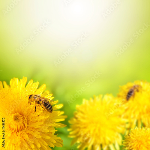 Honey bee collecting nectar from dandelion flower.