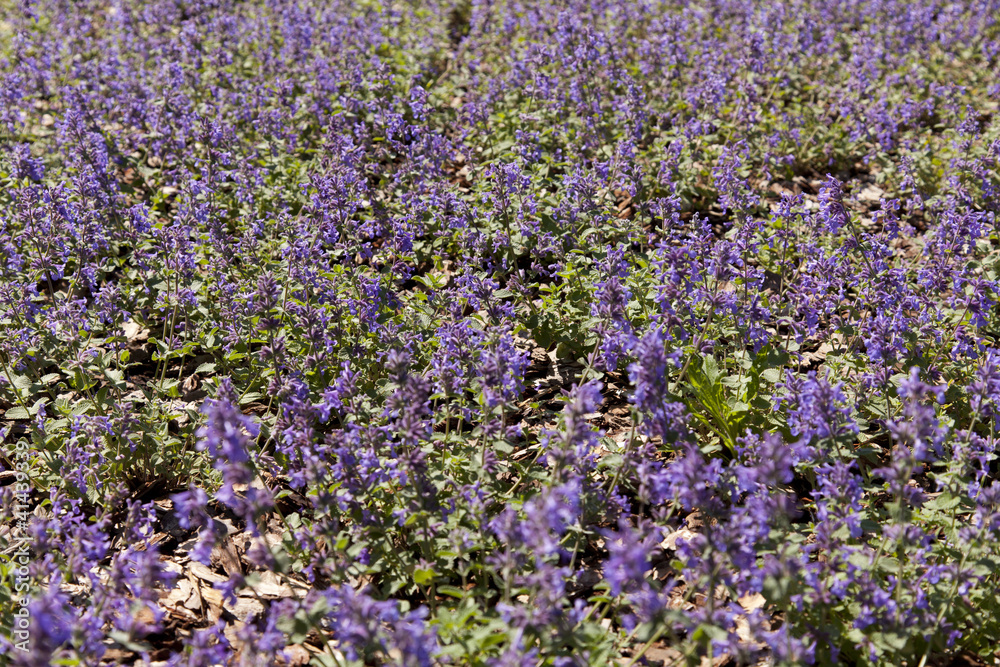 Obraz premium Malacothamnus fasciculatus