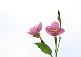 赤花夕化粧の花　Oenothera rosea