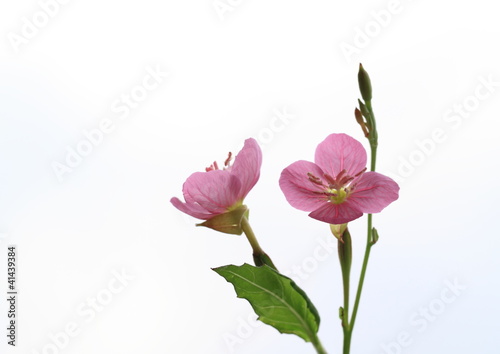 赤花夕化粧の花 Oenothera rosea